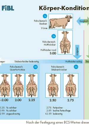 Anleitung zur Körper-Konditions-Beurteilung