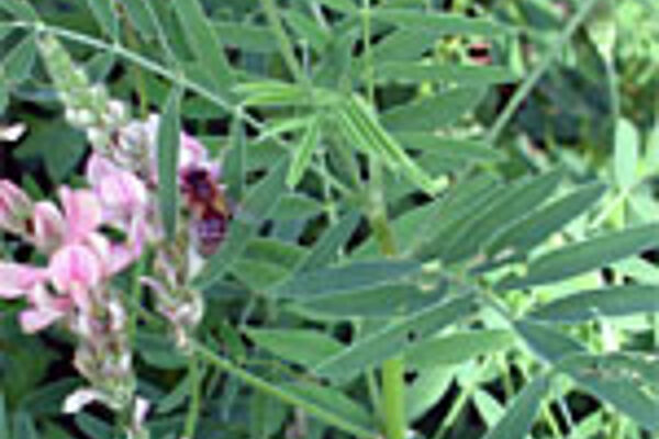 Blühende Esparsette