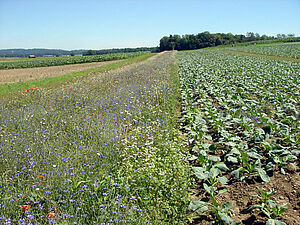 Wildblumenarten als Streifen