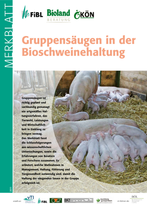 Gruppensäugen in der Bioschweinehaltung