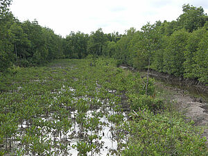 Mangroves