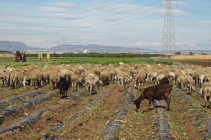 Sheep in the Netherlands feeding in a field with plastic debris. 