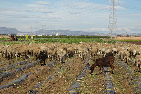 Schafe in den Niederlanden fressen auf einem Feld mit Überresten von Plastik