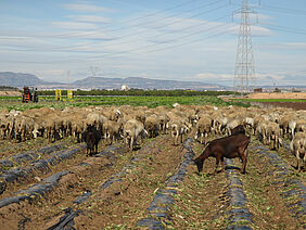 Schafe in den Niederlanden fressen auf einem Feld mit Überresten von Plastik