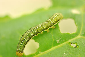 Une chenille sur une feuille