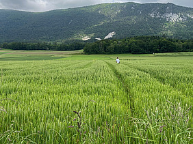 Grünes Weizenfeld mit Bergen im Hintergrund..