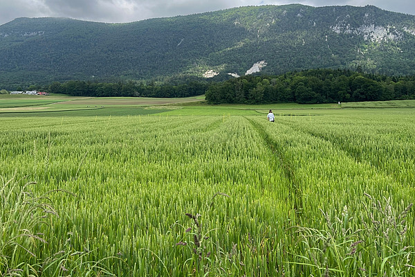 Im Vordergrund steht ein grünes Weizenfeld, im Hintergrund sind Berge zu sehen.
