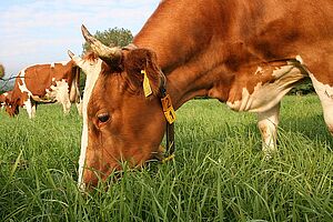 Cow on a field grazing