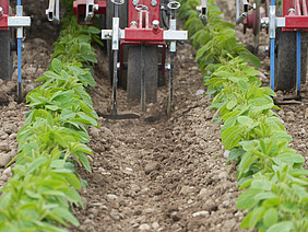 Landwirtschaftliche Maschine fährt durch Reihen.