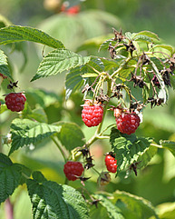 Nahaufnahme von Himbeeren am Strauch.