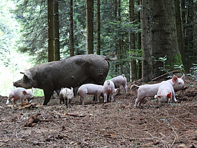 Muttersau mit Ferkeln in einem Waldstück.