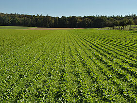 Field with service crops