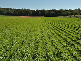 Feld mit Untersaaten