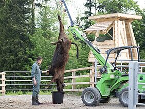 Une vache est saignée suspendue de la grue.