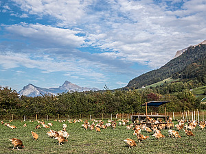 Chickens in a meadow.