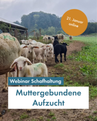 Eine Herde Schafe kommt von der Weide. Ein Lamm schaut direkt in die Kamera. Der Himmel ist grau verhangen. Text in weissem und blauem Kasten "Webinar muttergebundene Laemmeraufzucht am 21. Januar"
