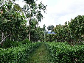 Cocoa plantation