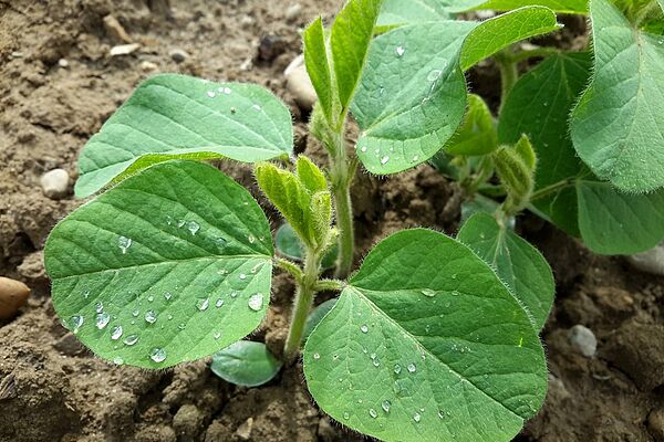 Un jeune plant de soja