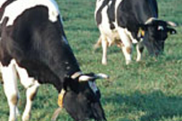 Milchvieh auf der Weide