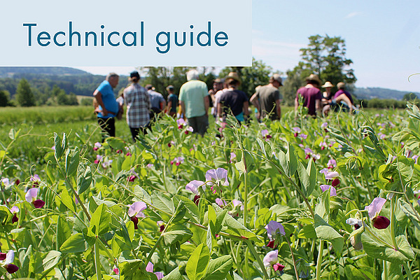 Cover crops in medicinal and aromatic plant production.