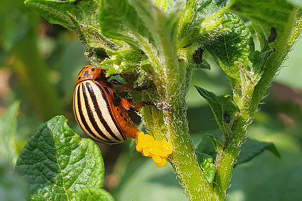 Un doryphore sur un plant de pomme de terre