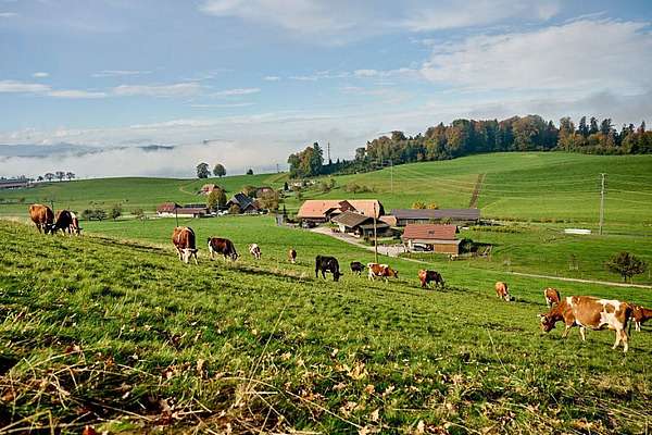 Aufnahme eines in einer grünen Landschaft gelegenen Bauernhofes mit weidenden Kühen im Vordergrund.