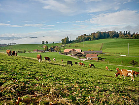 Aufnahme eines in einer grünen Landschaft gelegenen Bauernhofes mit weidenden Kühen im Vordergrund.