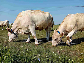Zwei Kühe mit Halsbändern auf der Weide. 
