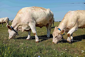 Zwei Kühe mit Halsbändern auf der Weide. 
