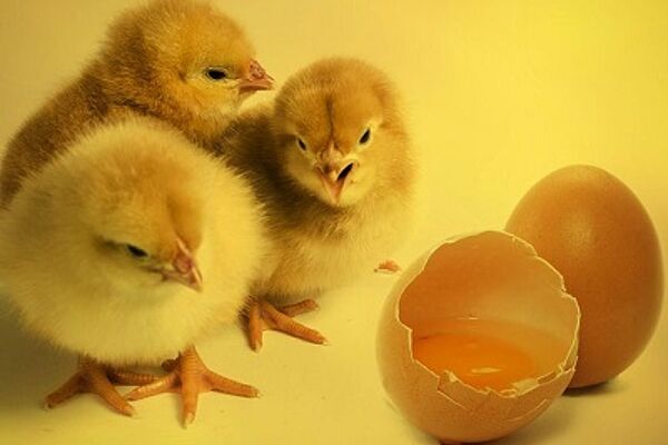 Drei Küken stehen neben zwei Eiern.