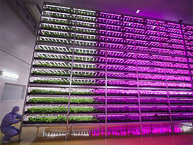 Eine Person in Schutzkleidung hantiert in einem geschlossenen Raum an einem von blauviolettem LED-Licht beleuchteten 15 stöckigen grossräumigen Regal mit Pflanzen.