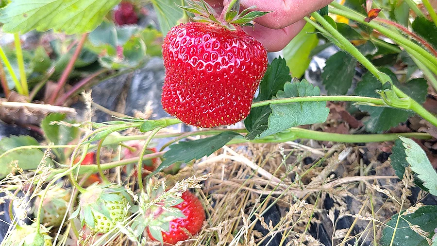 Un plant de fraises avec des fruits rouges mûrs.
