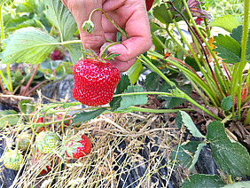Un plant de fraises avec des fruits rouges mûrs.