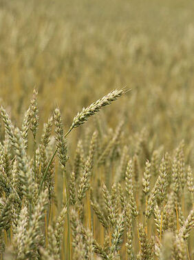 Some ears of wheat on the field in close-up, in the background out of focus a wheat field.