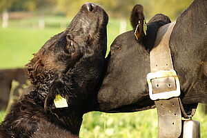 Zwei schwarze Kühe, die eine leckt die andere am Hals