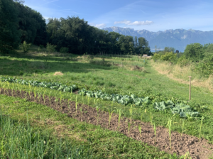 Ein Gemüsefeld mit dem Hochgebirge der Alpen im Hintergrund.