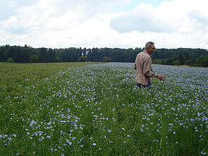 Ueli Weidmann dans son champ de lin