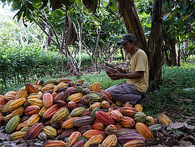 A man squatting by a pile of cacao beans