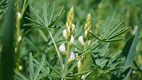 Weiße Lupine