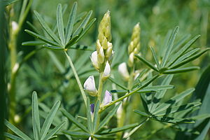 Weiße Lupine