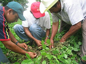 Organic and grapefruit production