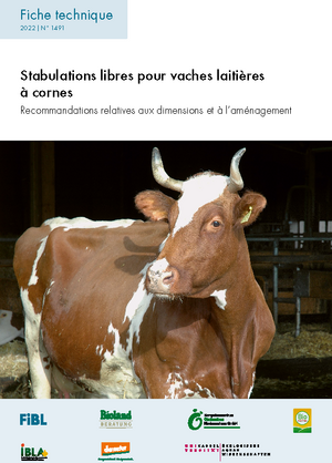 Stabulations libres pour vaches laitières à cornes