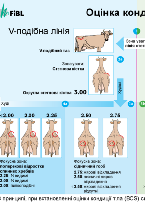 oцінка кондиції тіла