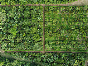 Luftbild von zwei nebeneinanderliegenden Anbauflächen, links mit dichtem Baumbestand in unterschiedlichen Höhen und rechts mit lückigerer und einheitlicher Vegetation.