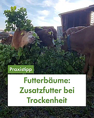 Mehrere junge Kühe stehen in einem Offenstall und fressen von einem grossen Haufen Äste mir frischen Blättern. Eine Kuh schaut gerade sehr lustig durch die Äste in die Kamera. Ein grünes Textbanner sagt "Praxistipp: Futterbäume als Zusatzfutter bei Trockenhei"