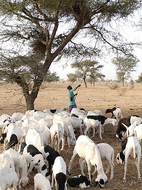 Fulani shepherd shaking Balanites tree for leaves to feed his sheep