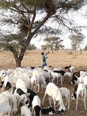 Ein Fulani-Hirte schüttelt Blätter von einem Balanites-Baum