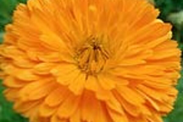 Calendula officinalis