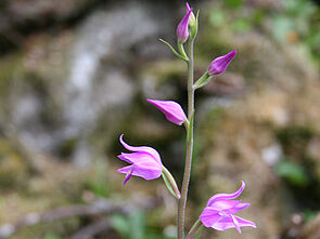 Rotes Waldvöglein (Cephalanthera rubra)