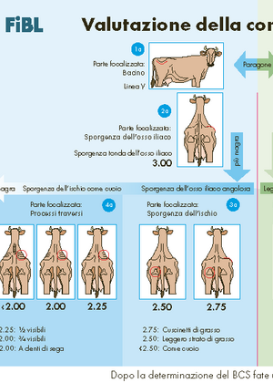 Valutazione della condizione corporea